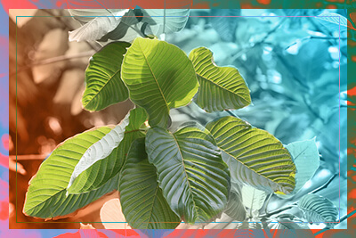 What is kratom?